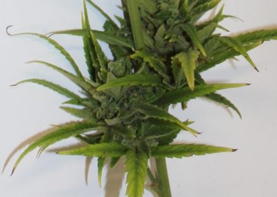 Medicinal cannabis growing facility Australia