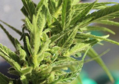 Medicinal cannabis growing facility Australia